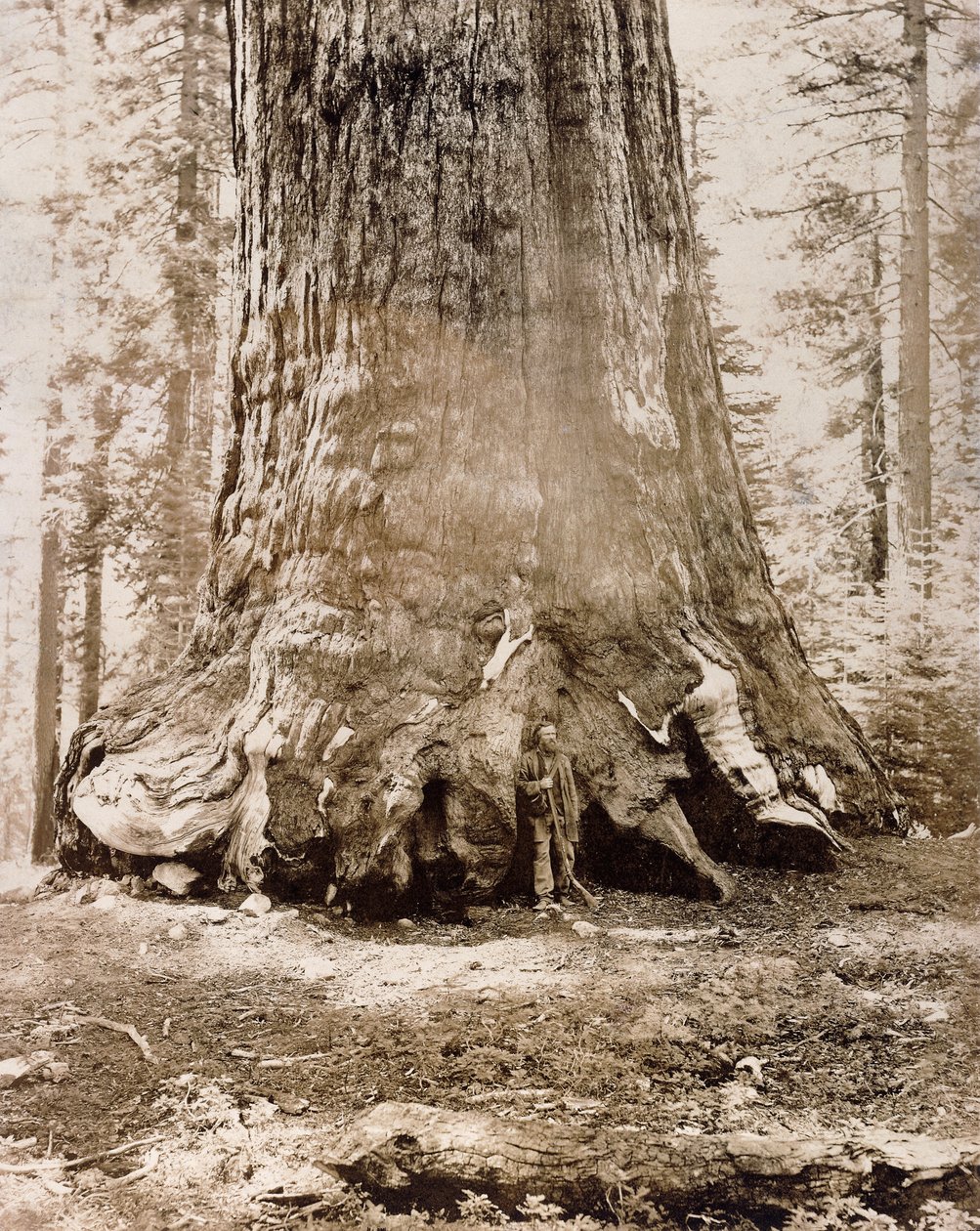 A "Grizzly óriás" törzse, Mariposa Grove, 33 láb átmérő, 1861 alkotó: Carleton E. Watkins