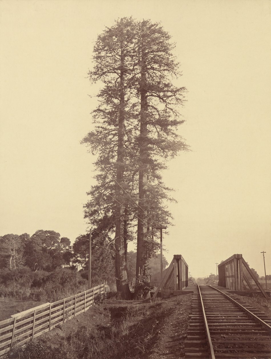 Twin Redwoods, Palo Alto,c. 1877 (fotó) alkotó: Carleton Emmons Watkins