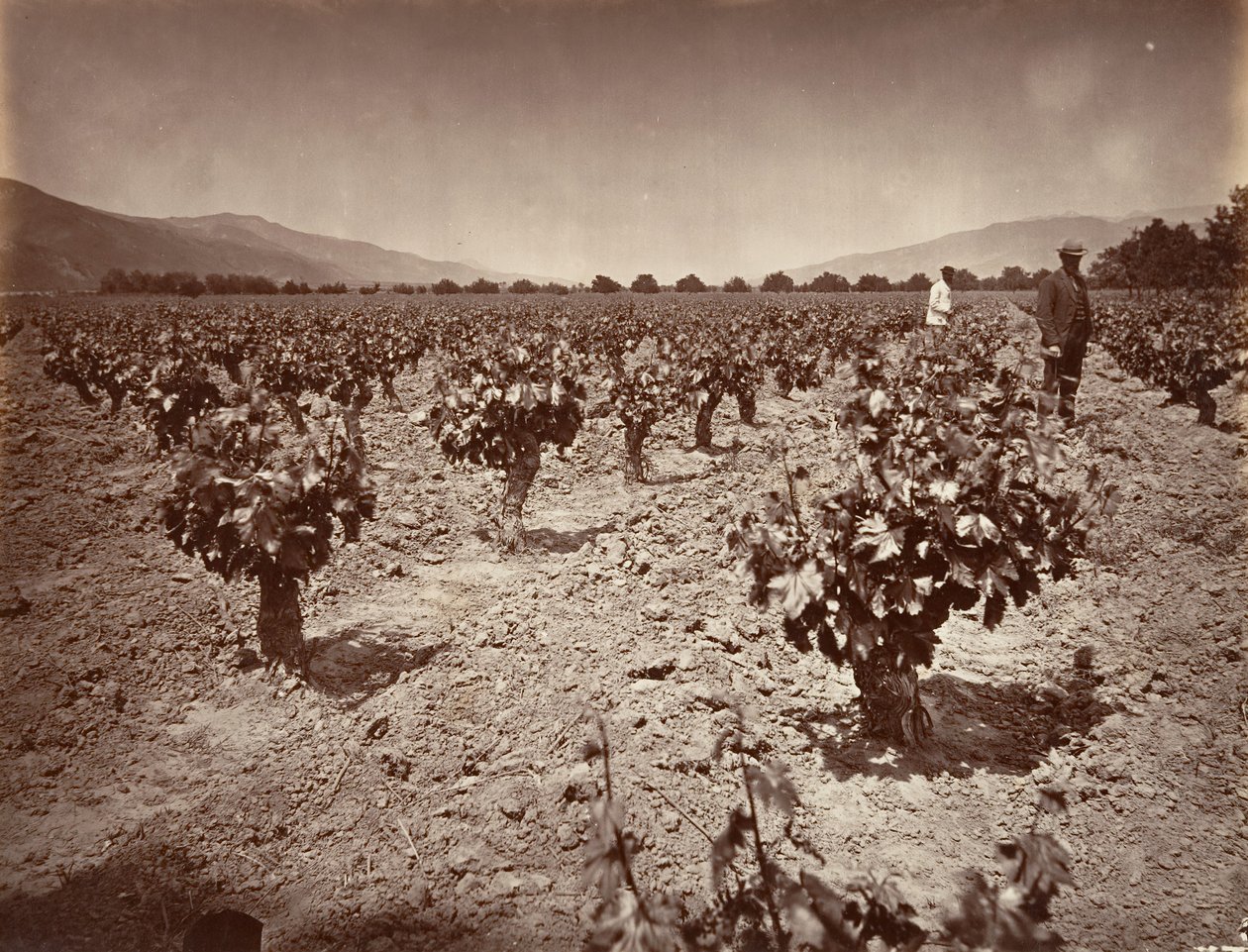 Vineyard of Camulos Ranch, 1876, nyomtatott kb. 1876. alkotó: Carleton Emmons Watkins