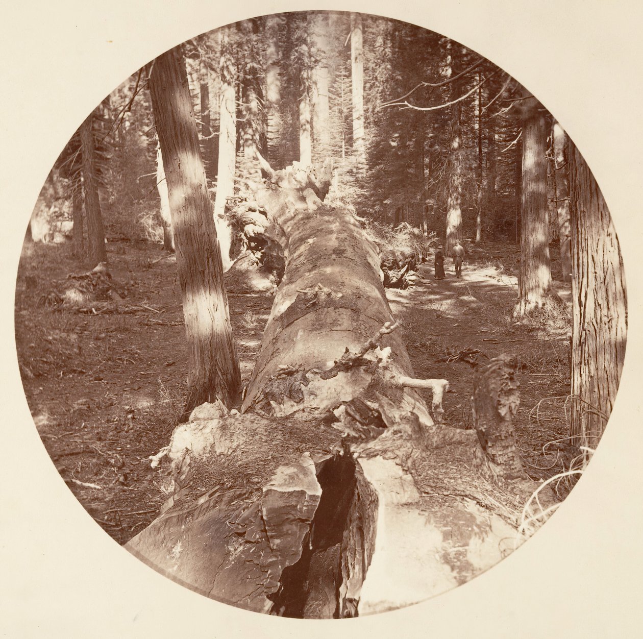 [Yosemite Nemzeti Park, Kalifornia], kb. 1878. alkotó: Carleton Emmons Watkins