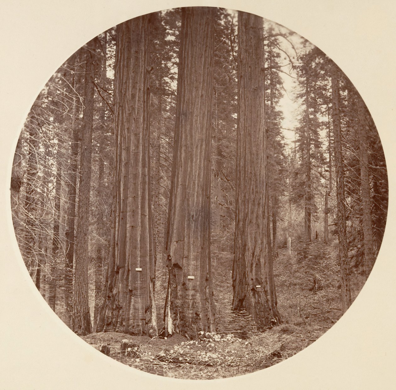 [Yosemite Nemzeti Park, Kalifornia], kb. 1878. alkotó: Carleton Emmons Watkins