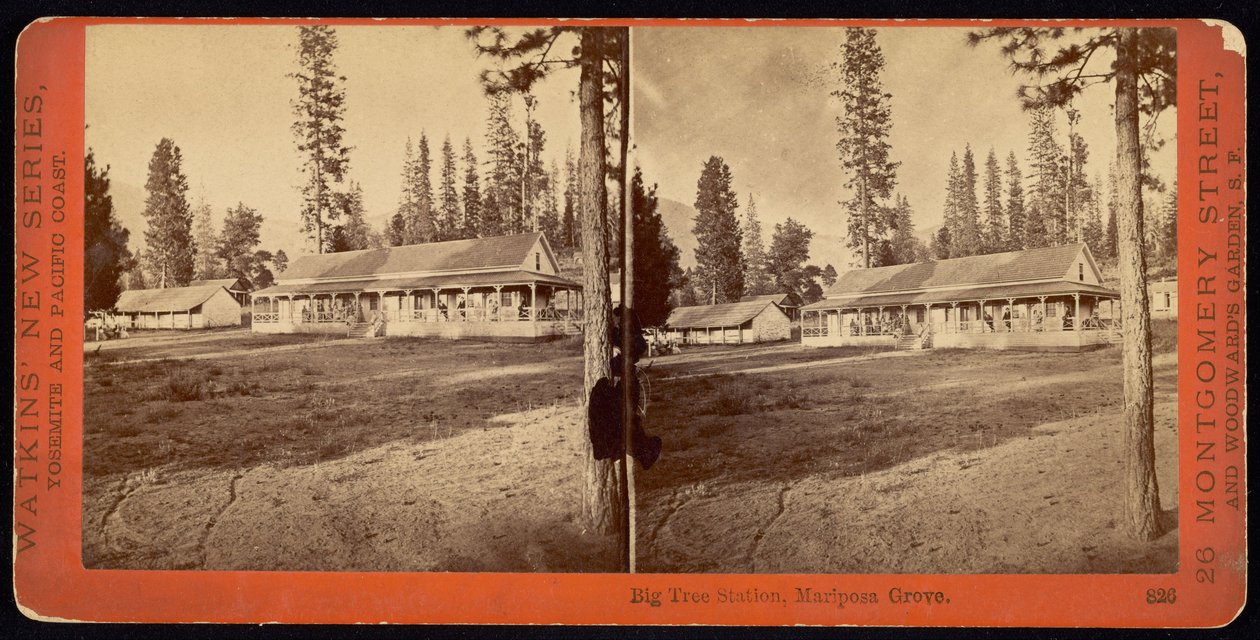 Big Tree állomás, Mariposa Grove alkotó: Carleton Watkins