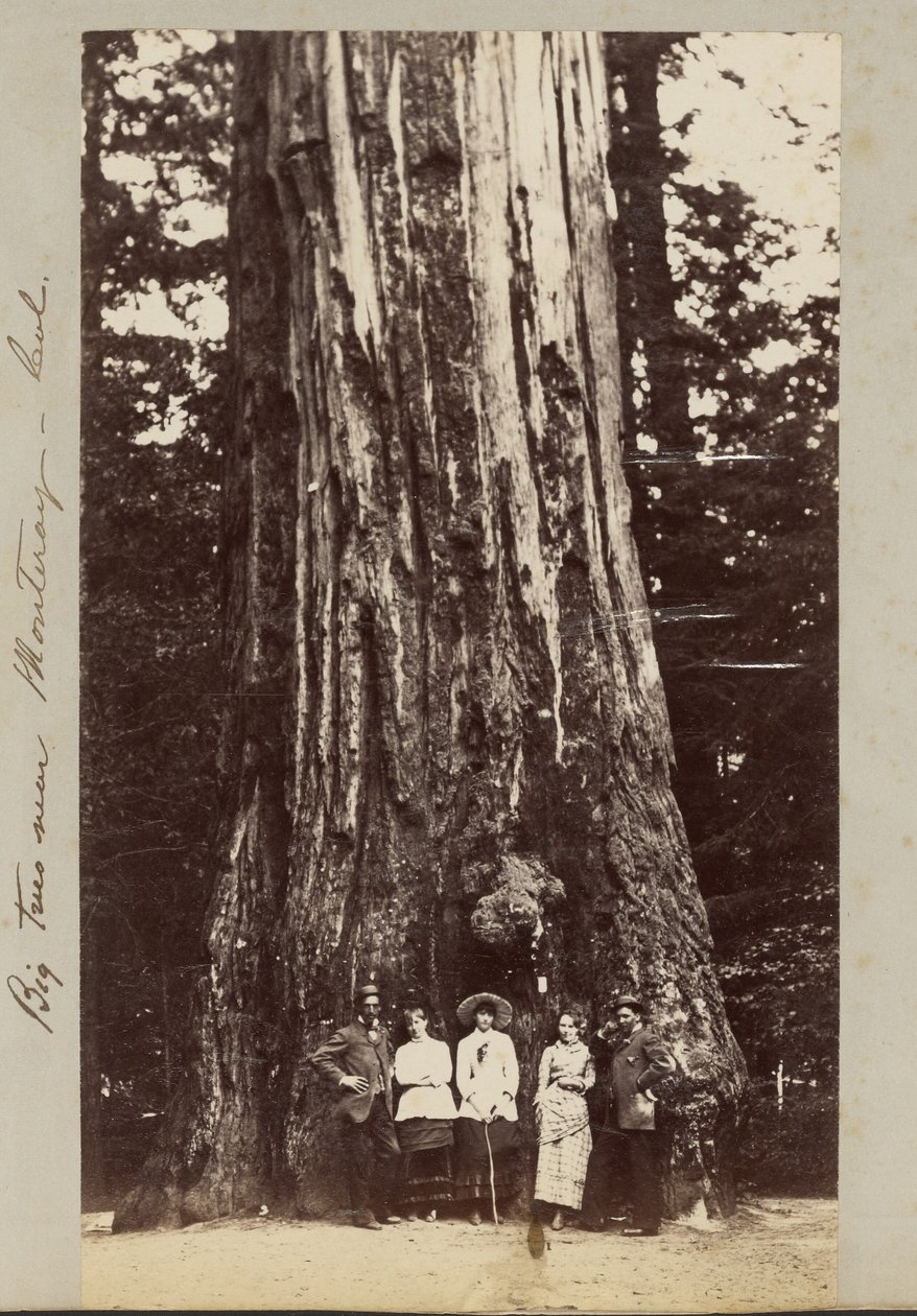 Nagy fák Monteray [sic] közelében - Cal. alkotó: Carleton Watkins