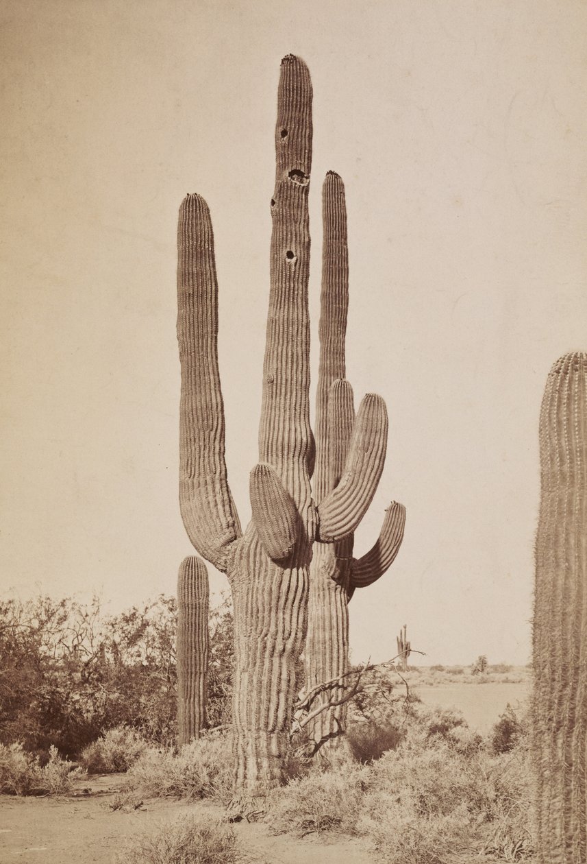 [Kaktusz] alkotó: Carleton Watkins