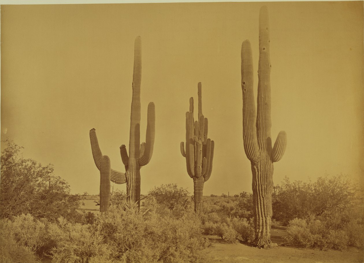 [Kaktusz, Arizona - Cereus Giganteus] alkotó: Carleton Watkins