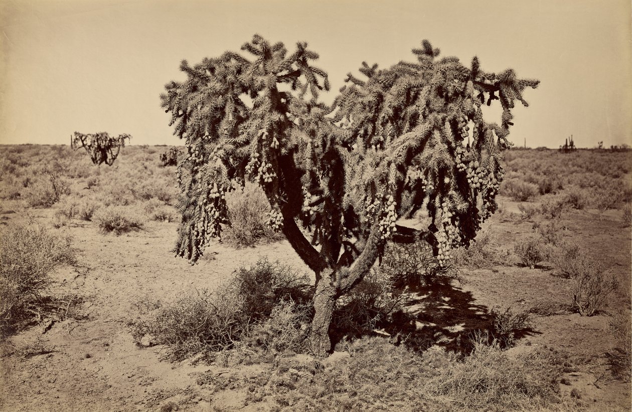 [Kaktusz, Arizona sivatag] alkotó: Carleton Watkins