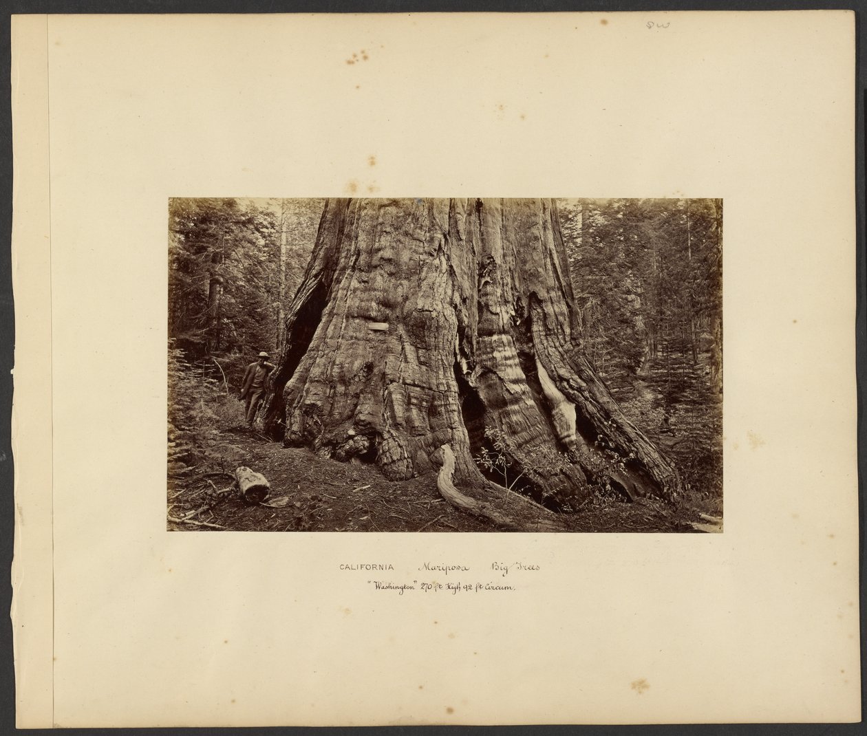 [Kalifornia - Mariposa Big Trees, "Washington" 270 láb magas, 92 láb körméretű.] alkotó: Carleton Watkins