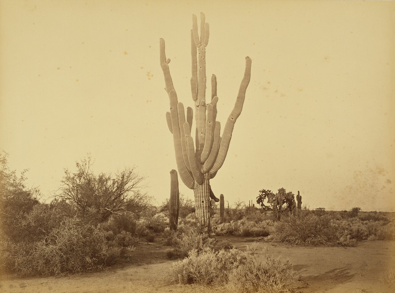 [Cereus giganteus, S.P.R.R., Arizona.] alkotó: Carleton Watkins