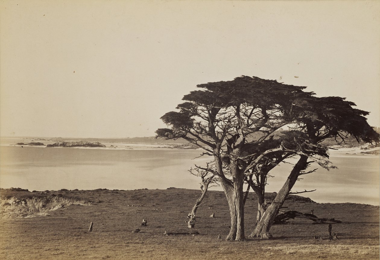 Parti látkép Monterey közelében alkotó: Carleton Watkins