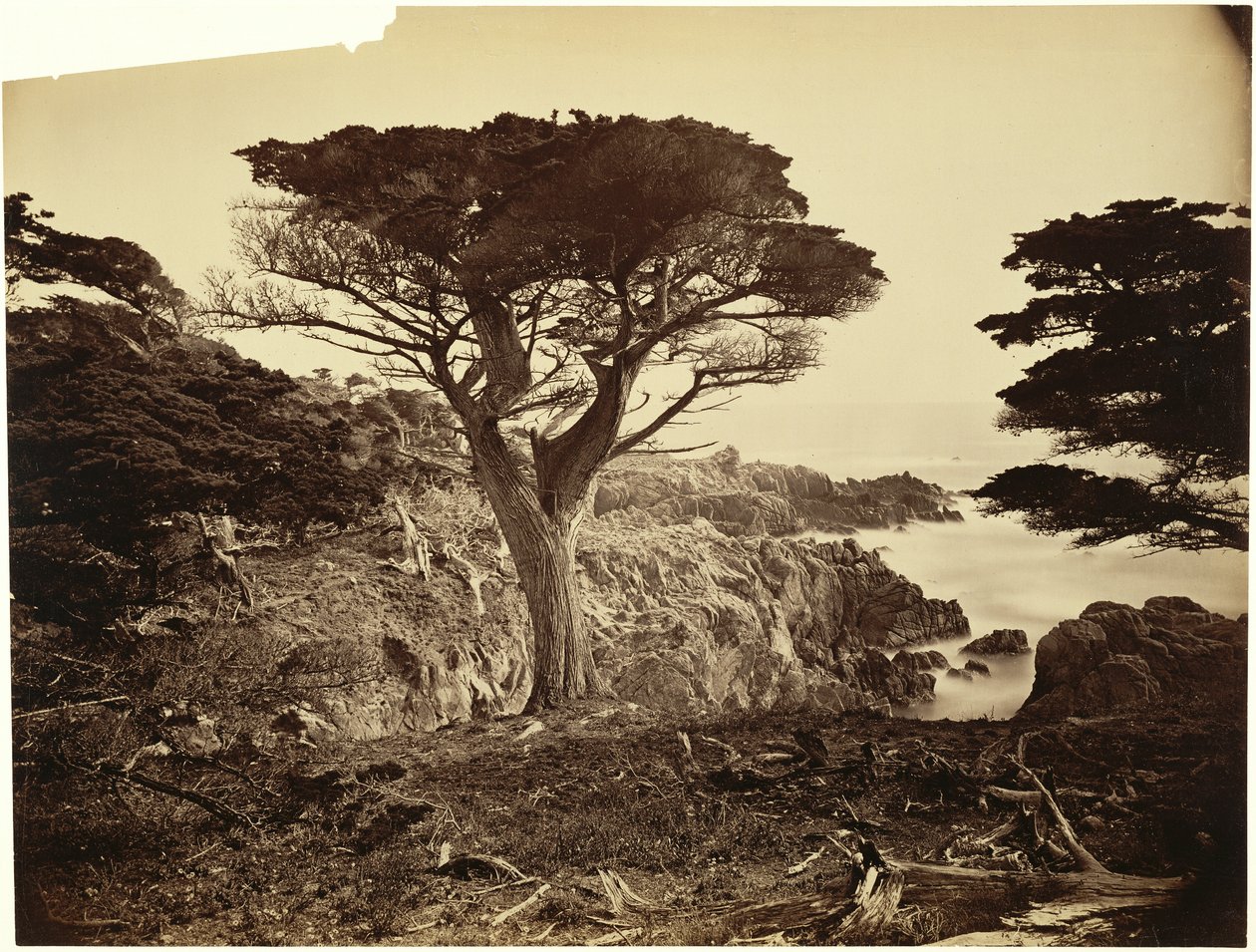[Cypress Point, Monterey] alkotó: Carleton Watkins