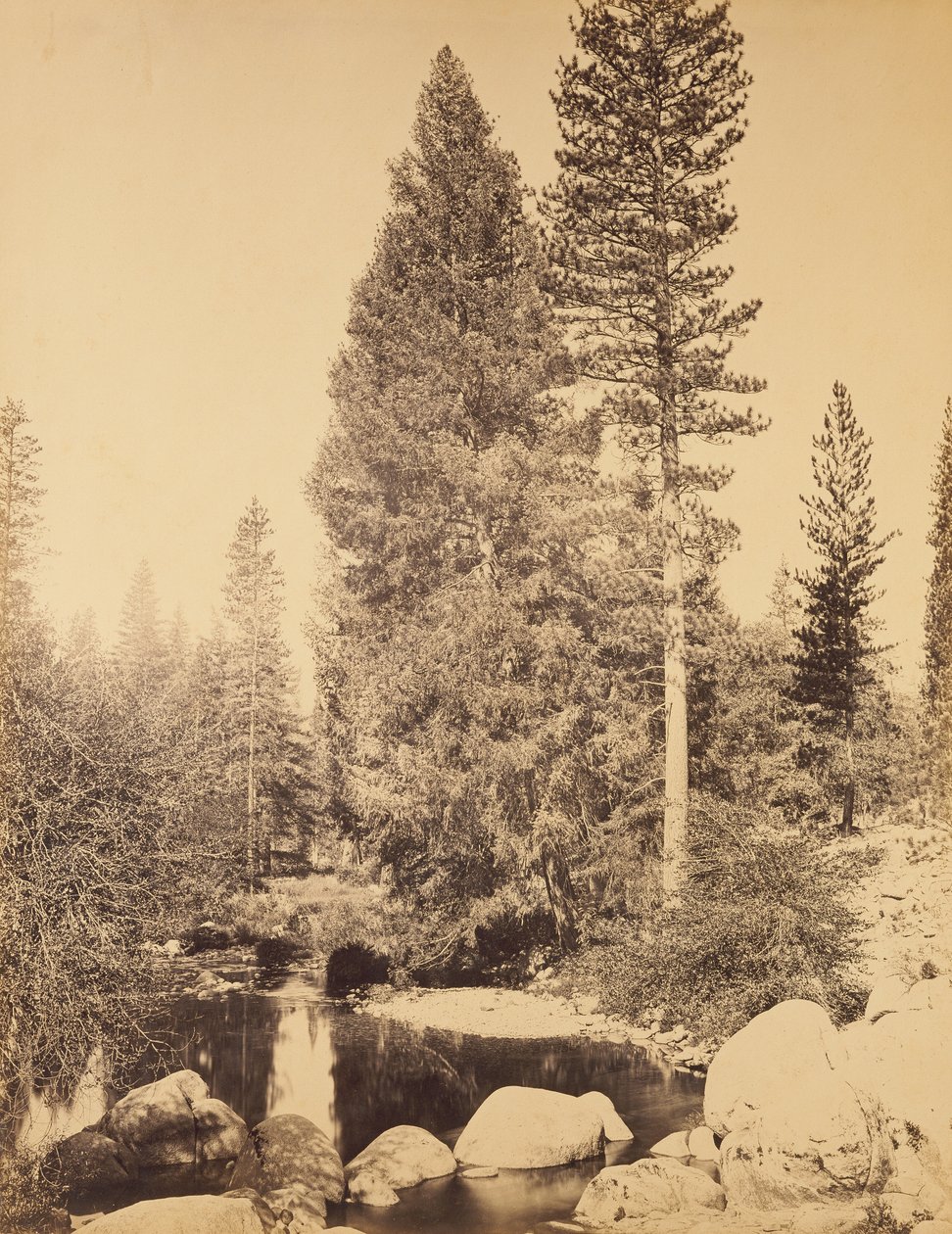[Duglászfenyő Clarksnál] / [A duglászfenyő] alkotó: Carleton Watkins