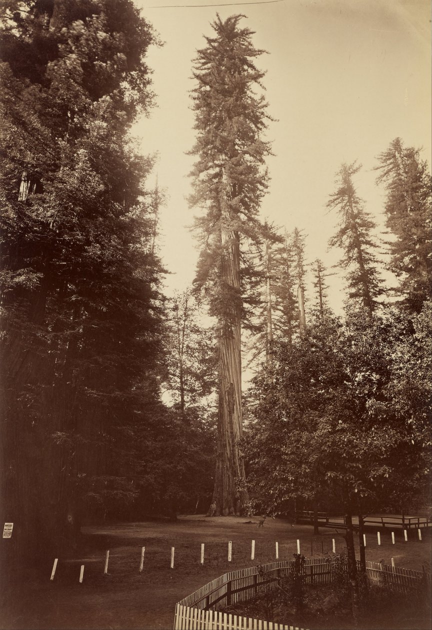 Óriás Redwood, Santa Cruz alkotó: Carleton Watkins