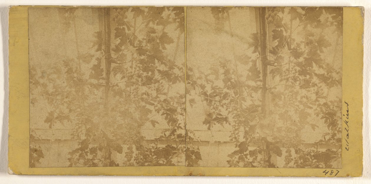 Weinreben alkotó: Carleton Watkins