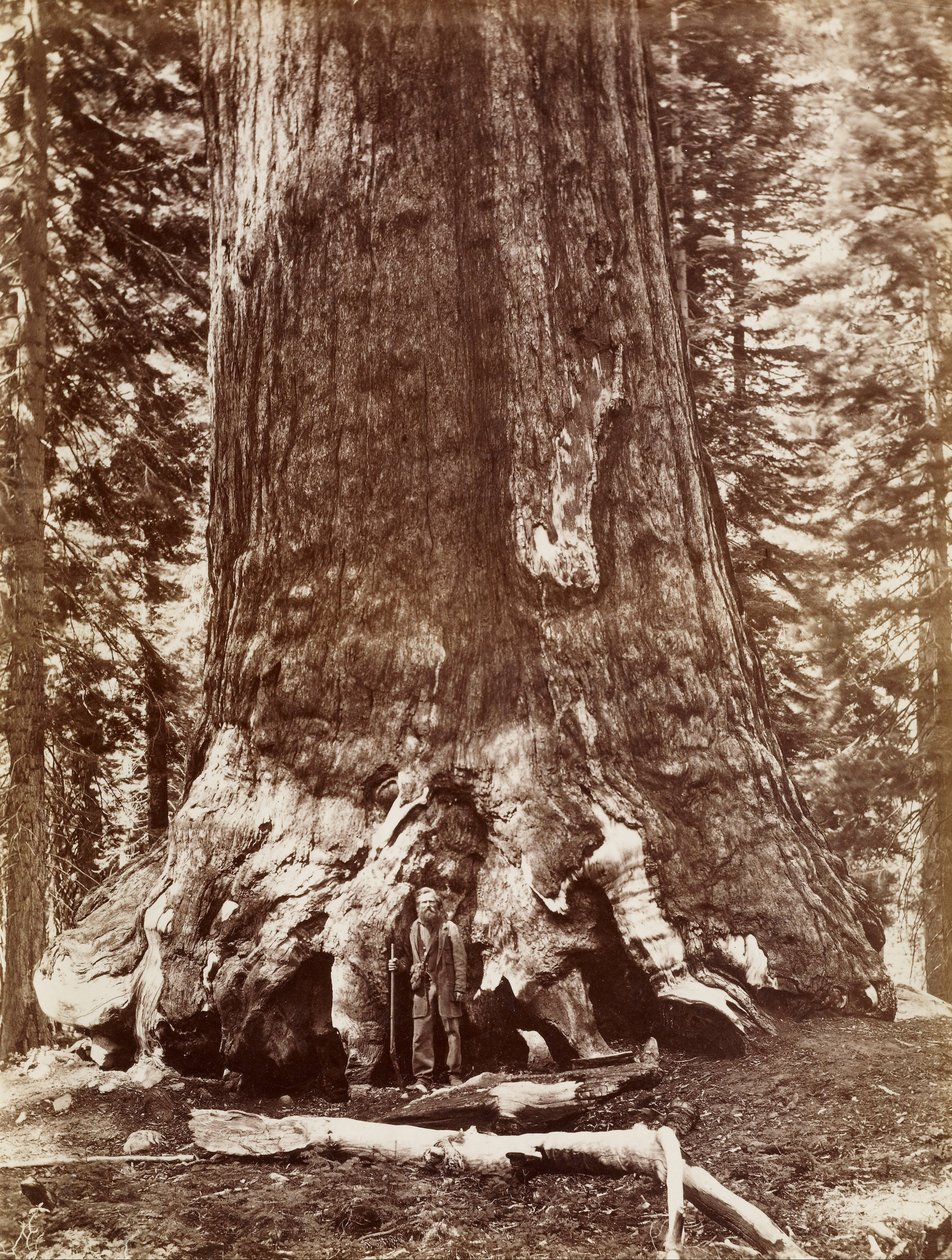 Grizzly óriás átmérő 33 Ft. Mariposa liget alkotó: Carleton Watkins