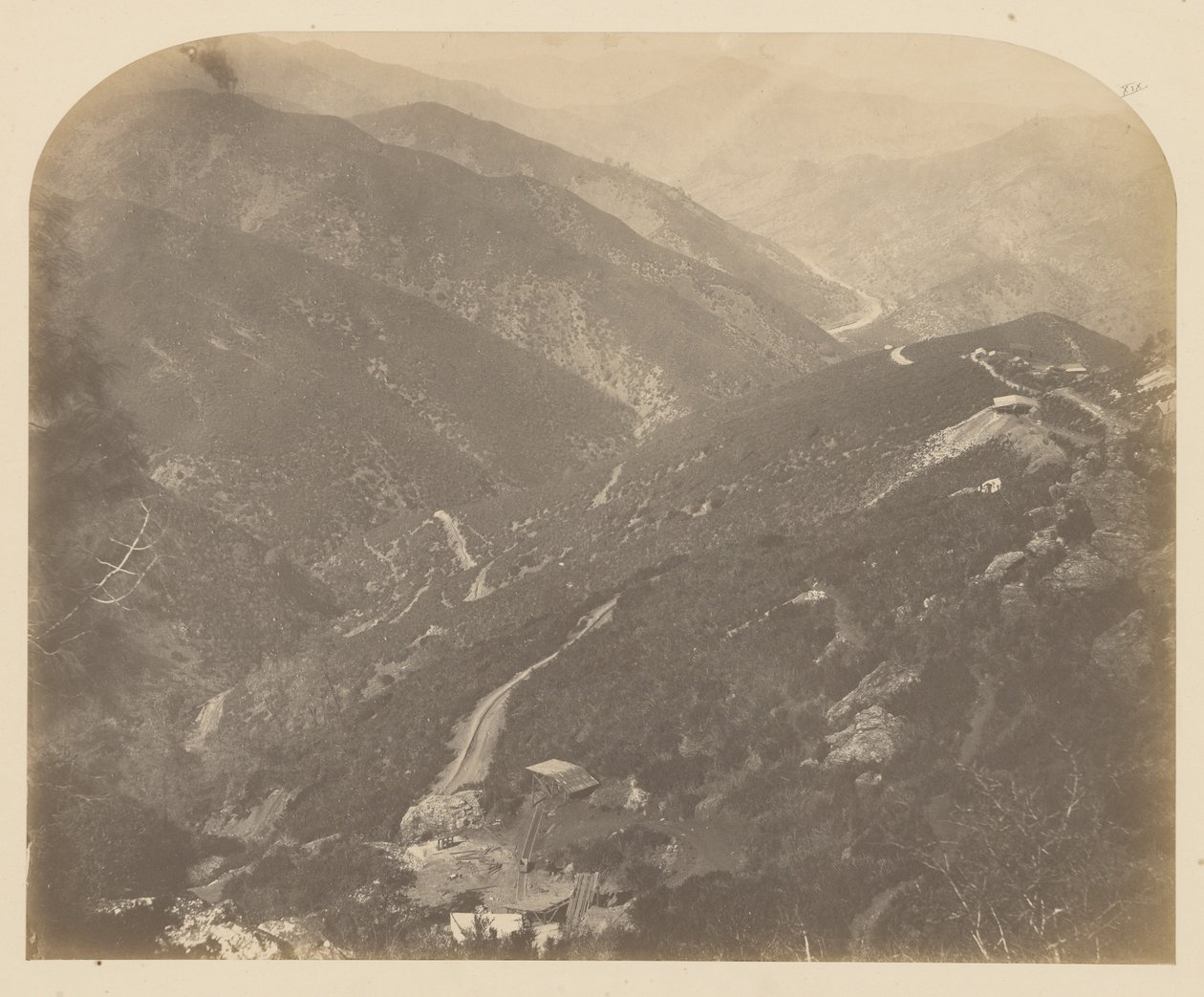 [Josephine és Fenyőfa] alkotó: Carleton Watkins