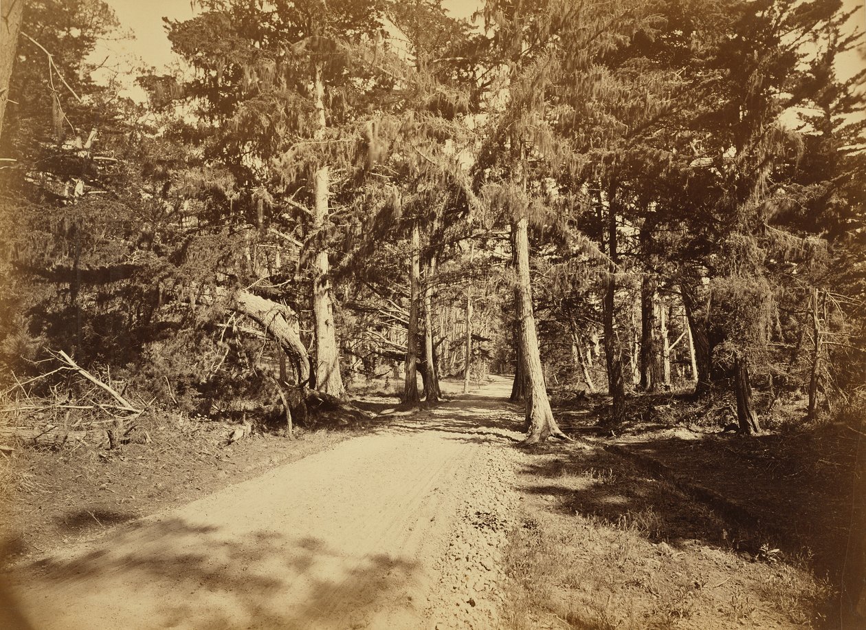 [Monterey, Kalifornia. Moss Avenue, 18 Mile Drive.] alkotó: Carleton Watkins