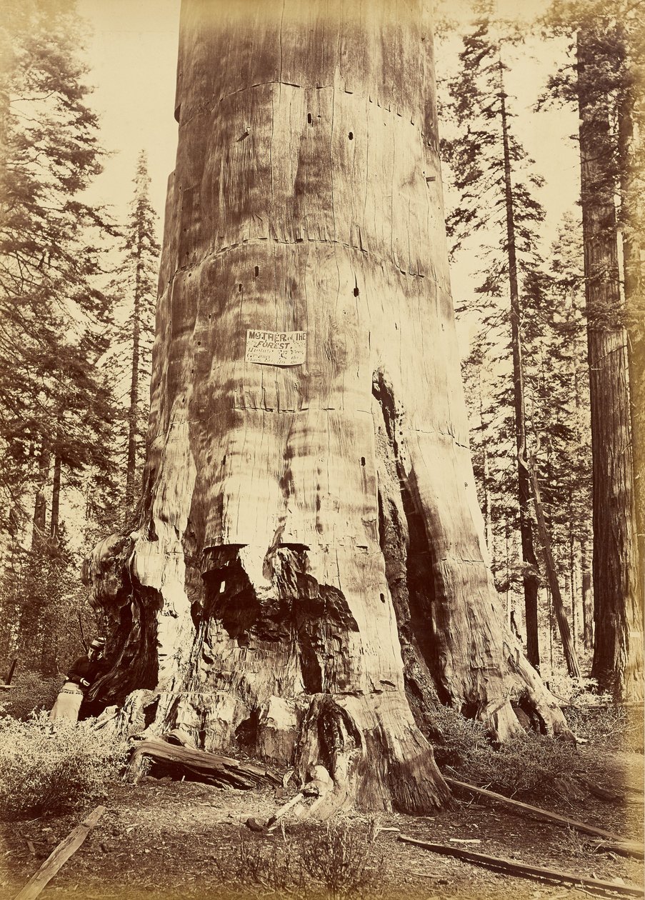 [Az erdő anyja, 221 láb magas] alkotó: Carleton Watkins