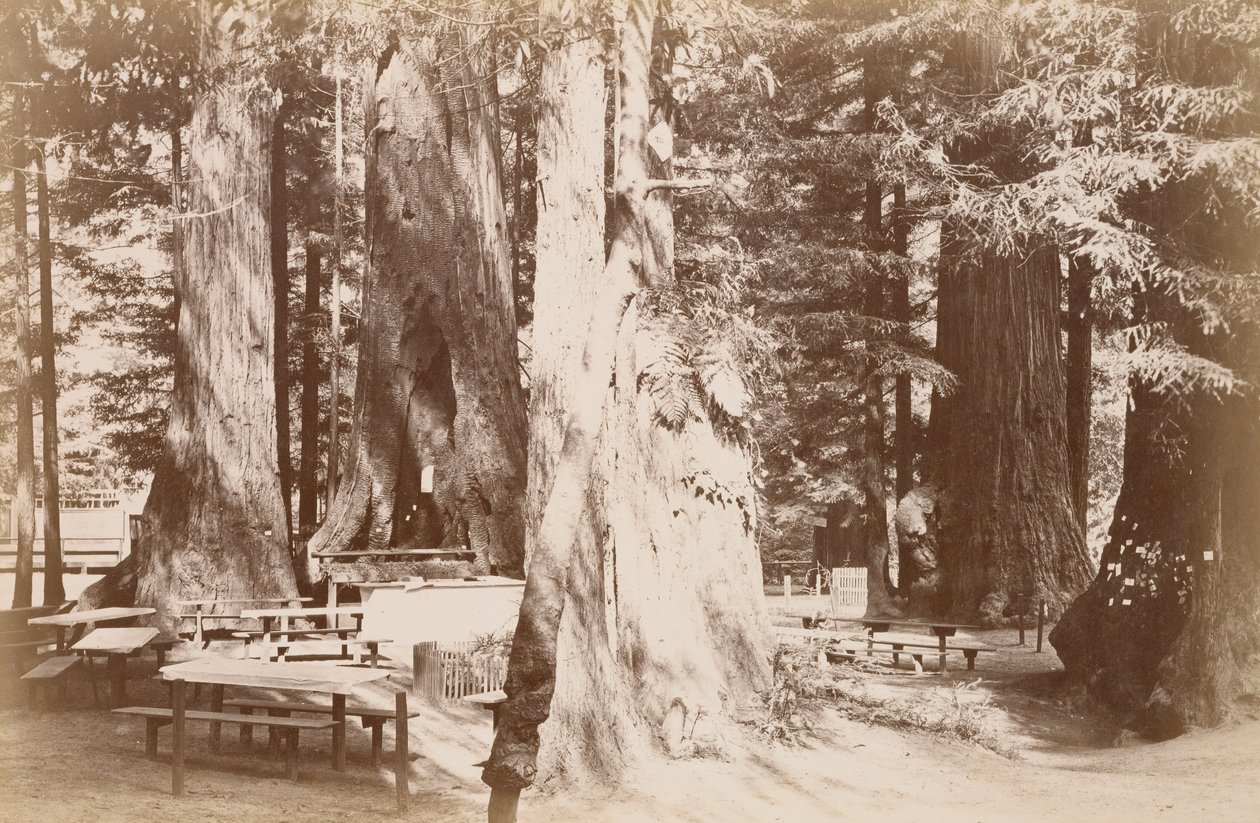 [Piknikasztal egy mamutfenyőligetben] alkotó: Carleton Watkins