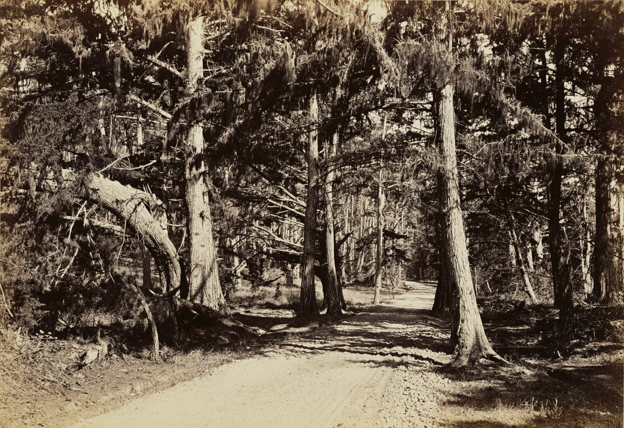 [Út ciprusligeten át] alkotó: Carleton Watkins