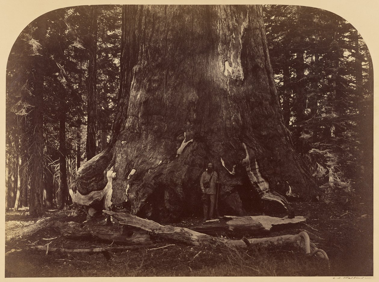 A Grizzly Giant metszete, Mariposa Grove, 33 láb átmérő alkotó: Carleton Watkins