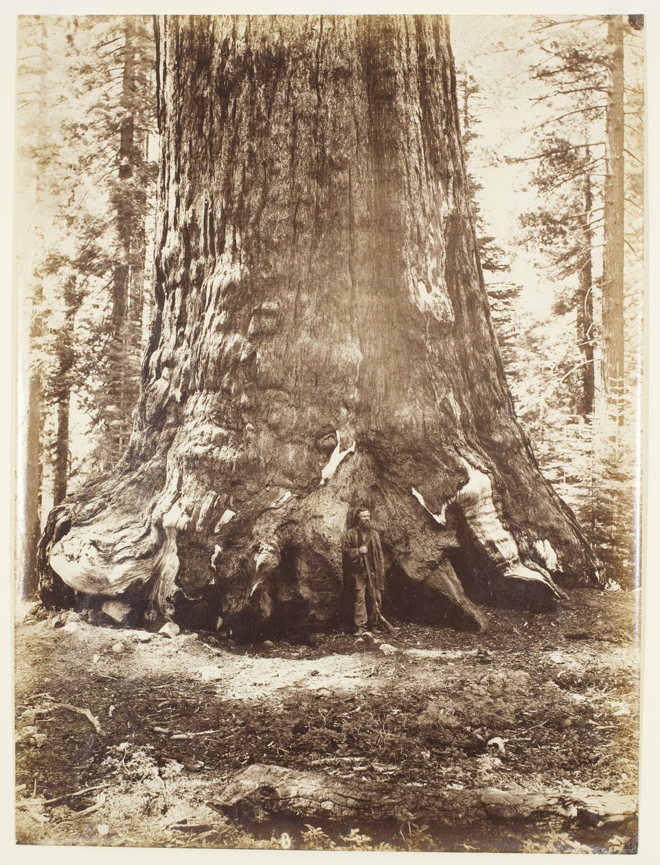 A Grizzly Giant szakasza Galen Clarkkal, Mariposa Grove, Yosemite alkotó: Carleton Watkins
