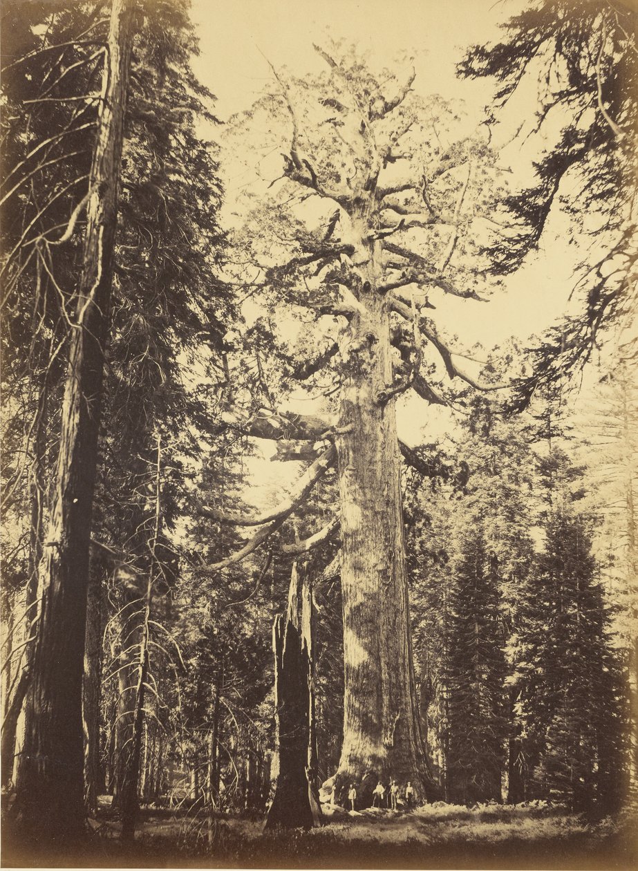 Sequoia gigantea - „Grizzly Giant” - Mariposa Grove alkotó: Carleton Watkins