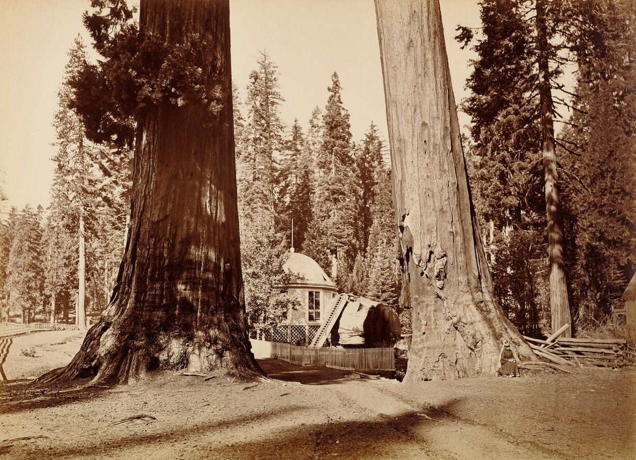 A Pavilion-tönk a Sentinel-fákon keresztül nézve, Calaveras Grove alkotó: Carleton Watkins