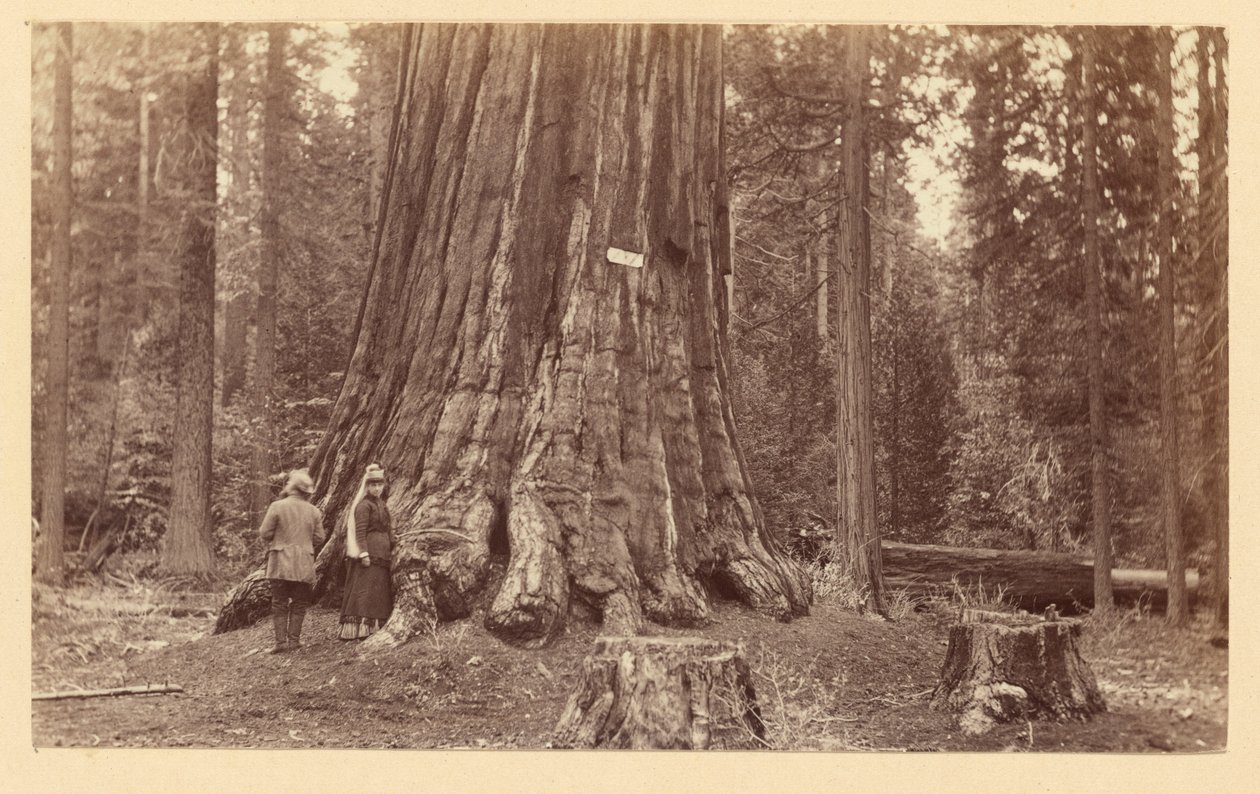 [Az erdő büszkesége, Calaveras Grove] alkotó: Carleton Watkins