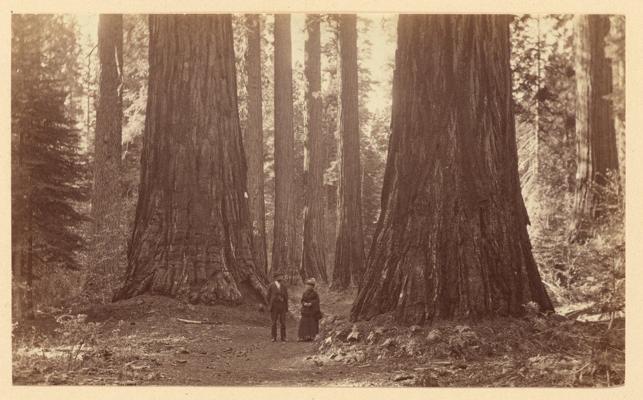 A három grácia, Calaveras Grove alkotó: Carleton Watkins
