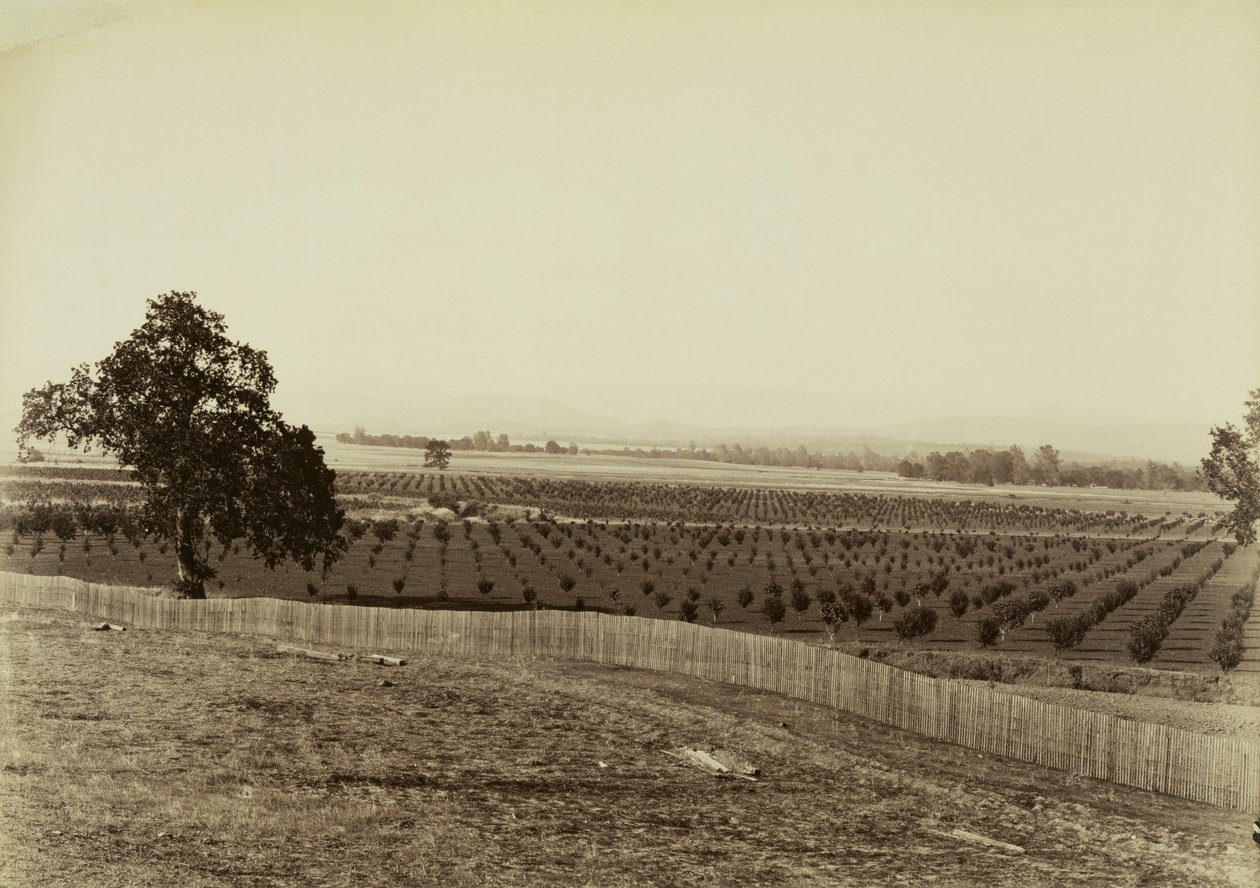 [Fiatal gyümölcsös, Palermo, Butte megye] alkotó: Carleton Watkins