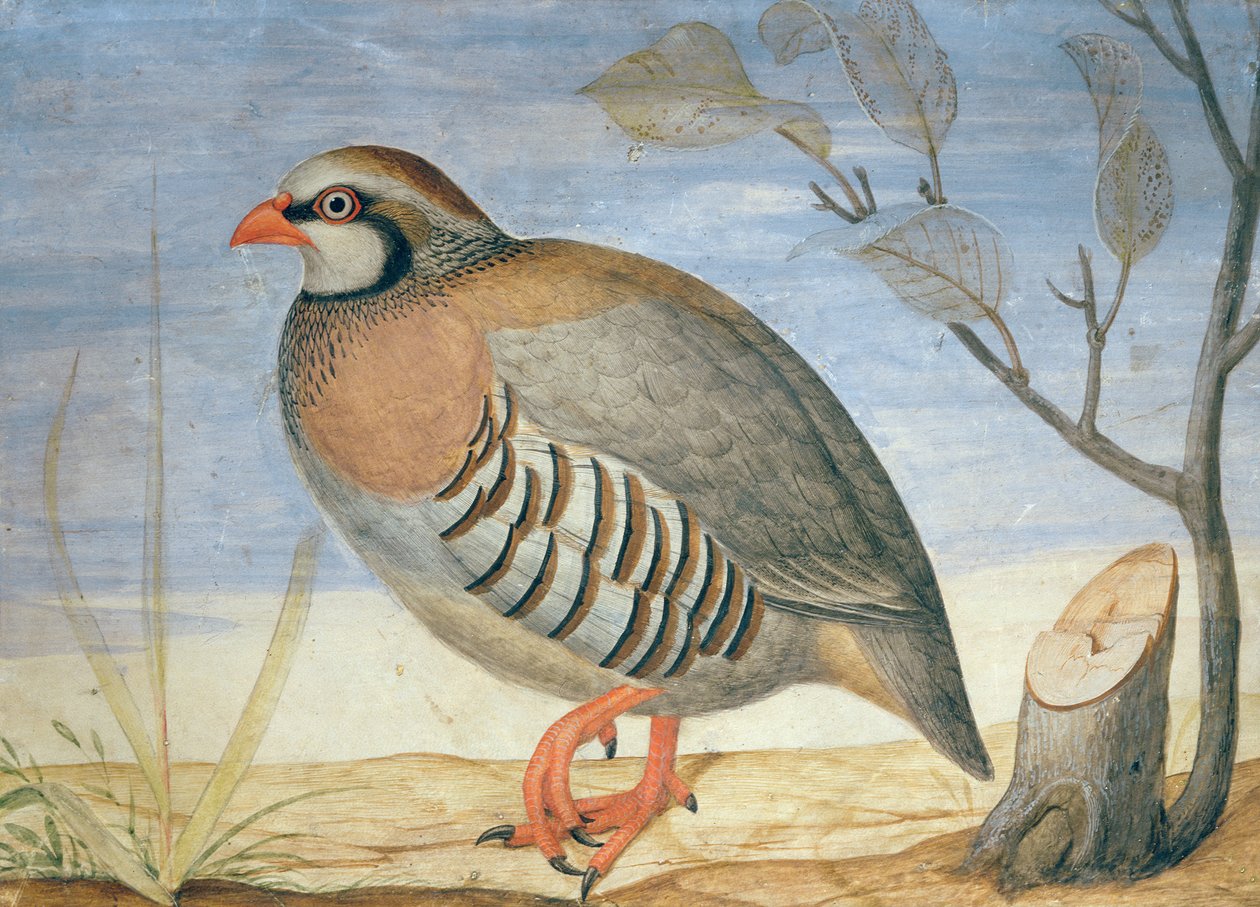 Vörös lábú fogoly (gouache pergamen) alkotó: Carlo Battaglia