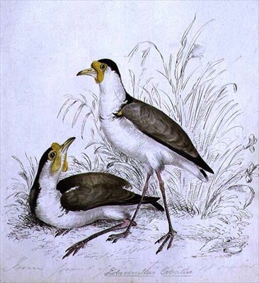 Homocska, 19. század alkotó: Caroline Louisa Atkinson