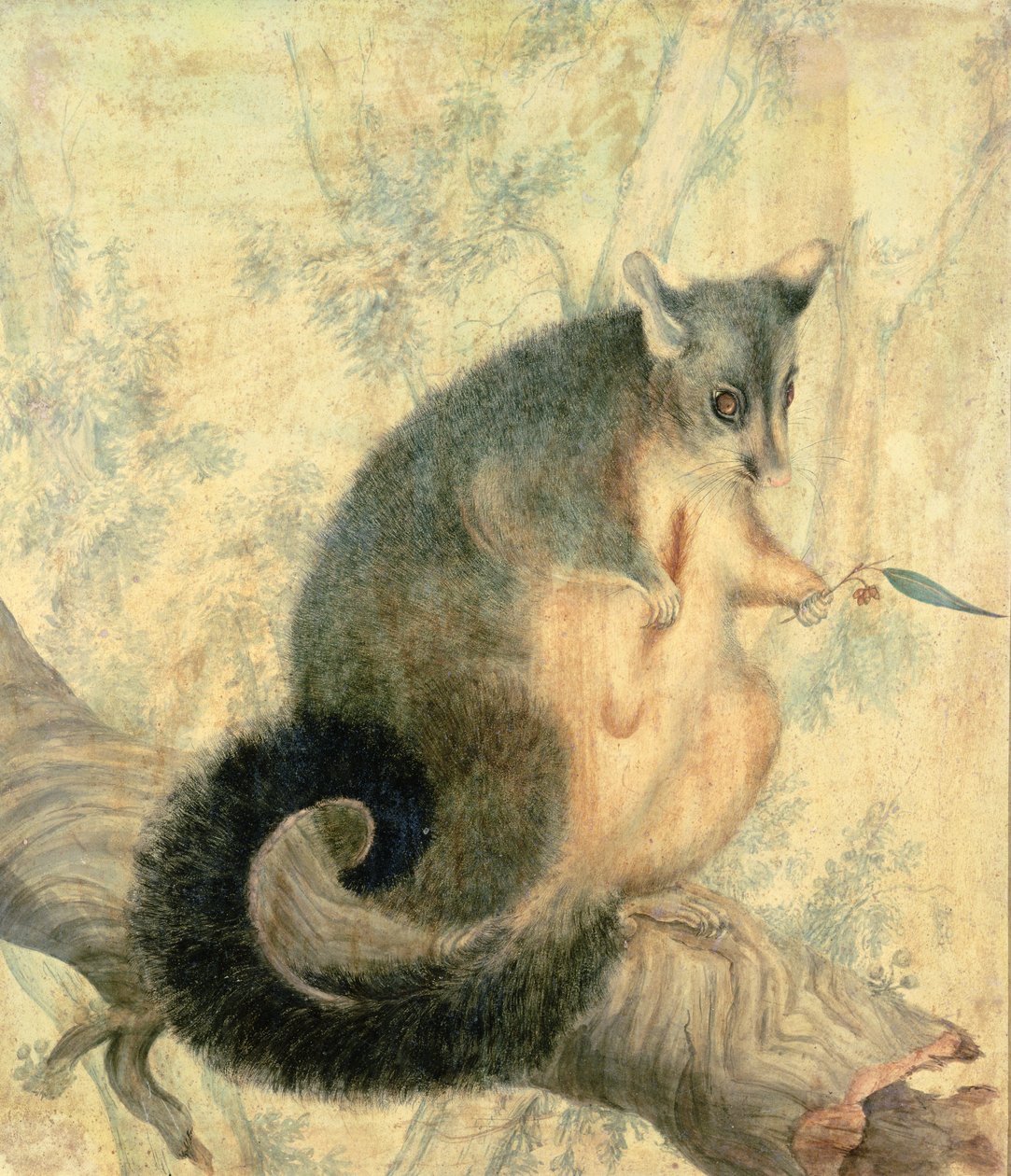 A Possum alkotó: Caroline Louisa Atkinson
