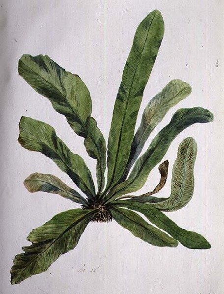 Aspidistra, 19. század alkotó: Caroline Louisa Meredith