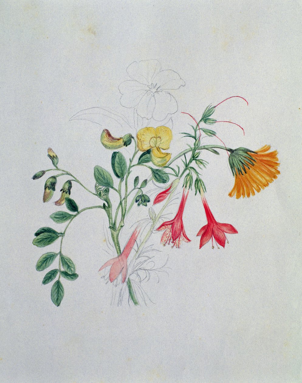 Broom és Marigolds alkotó: Caroline Louisa Meredith