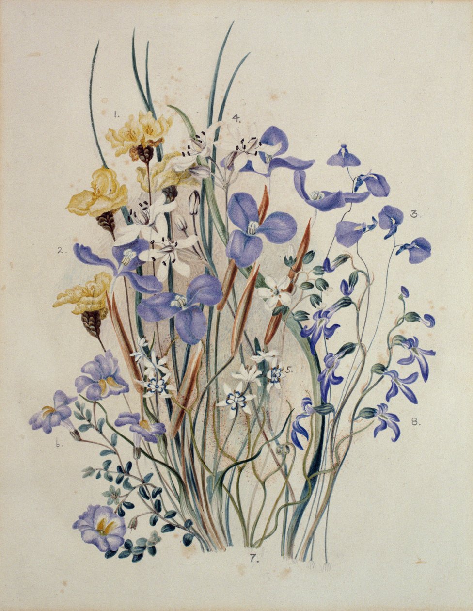 Tavaszi virágok, 19. század alkotó: Caroline Louisa Meredith