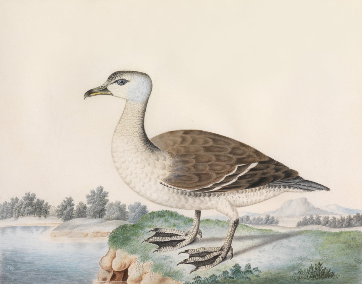 Java Duck (akvarell pergamen, felirattal) alkotó: Caroline Conyers