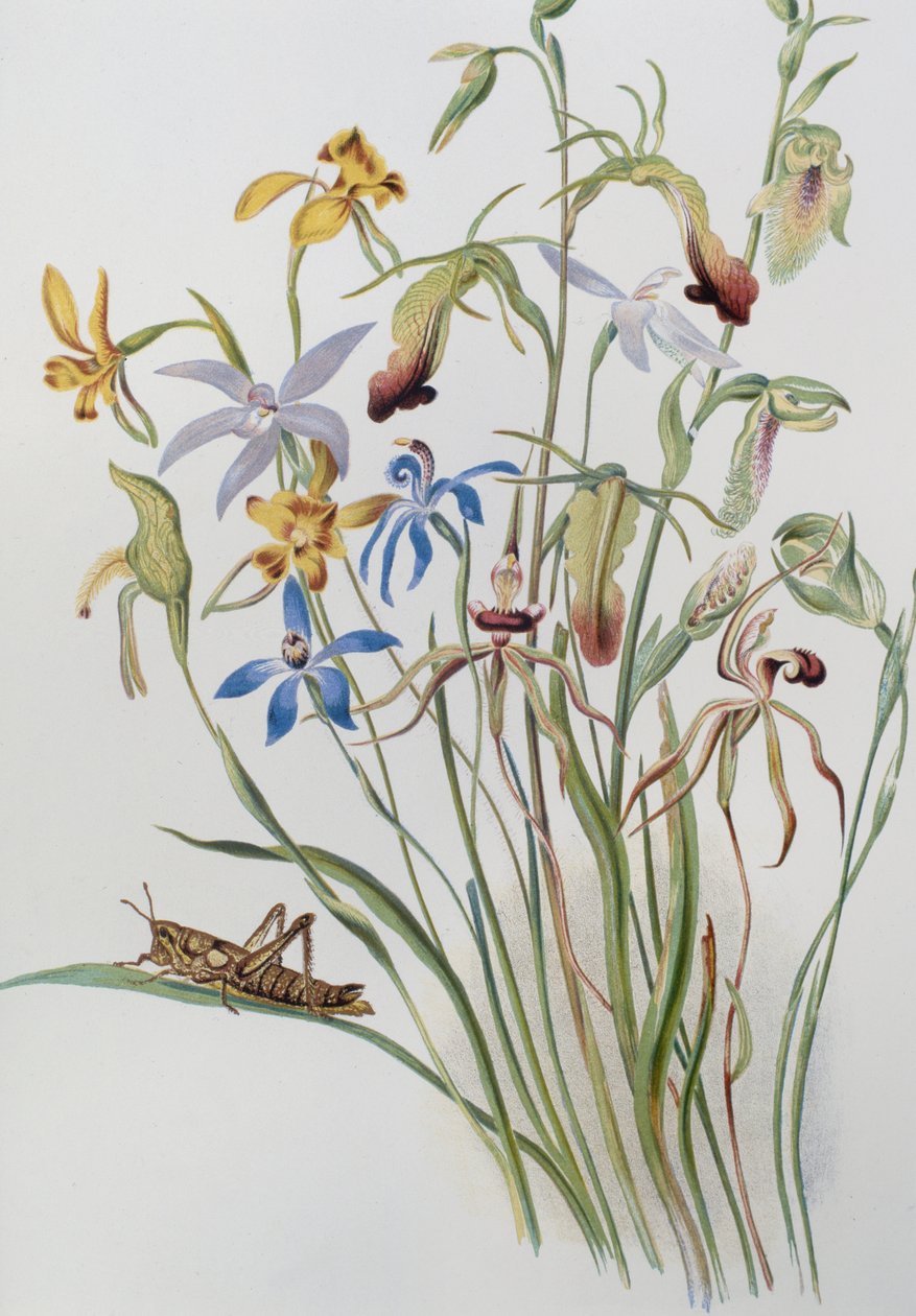 Iris és Blue Speedwell alkotó: Caroline Louisa Meredith