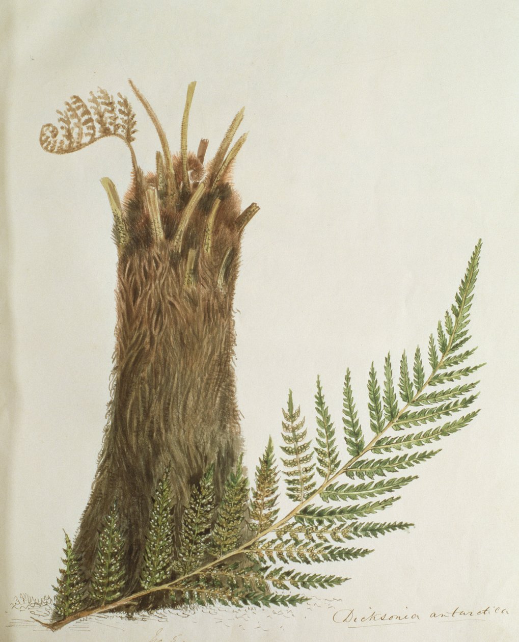 Páfránytanulmány, 19. század alkotó: Caroline Louisa Meredith