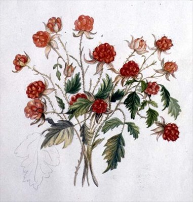 Vadmálna (wc papíron) alkotó: Caroline Louisa Meredith