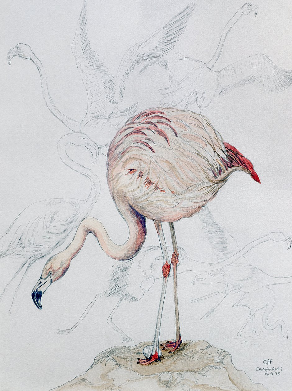 Flamingo (ceruza és WC papíron) alkotó: Carolyn Hubbard Ford