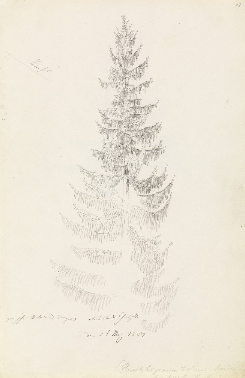 Spruce alkotó: Caspar David Friedrich