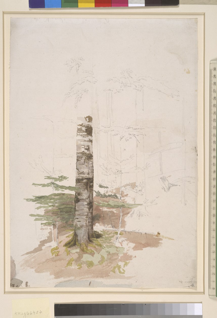 Tanulmány egy tűlevelű erdő belsejéből alkotó: Caspar David Friedrich