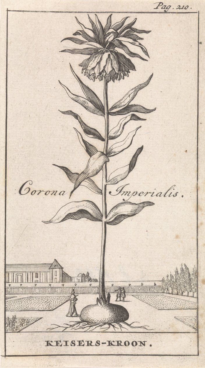 császári korona Corona Imperialis / Imperial Crown (cím a tárgyon) alkotó: Caspar Luyken