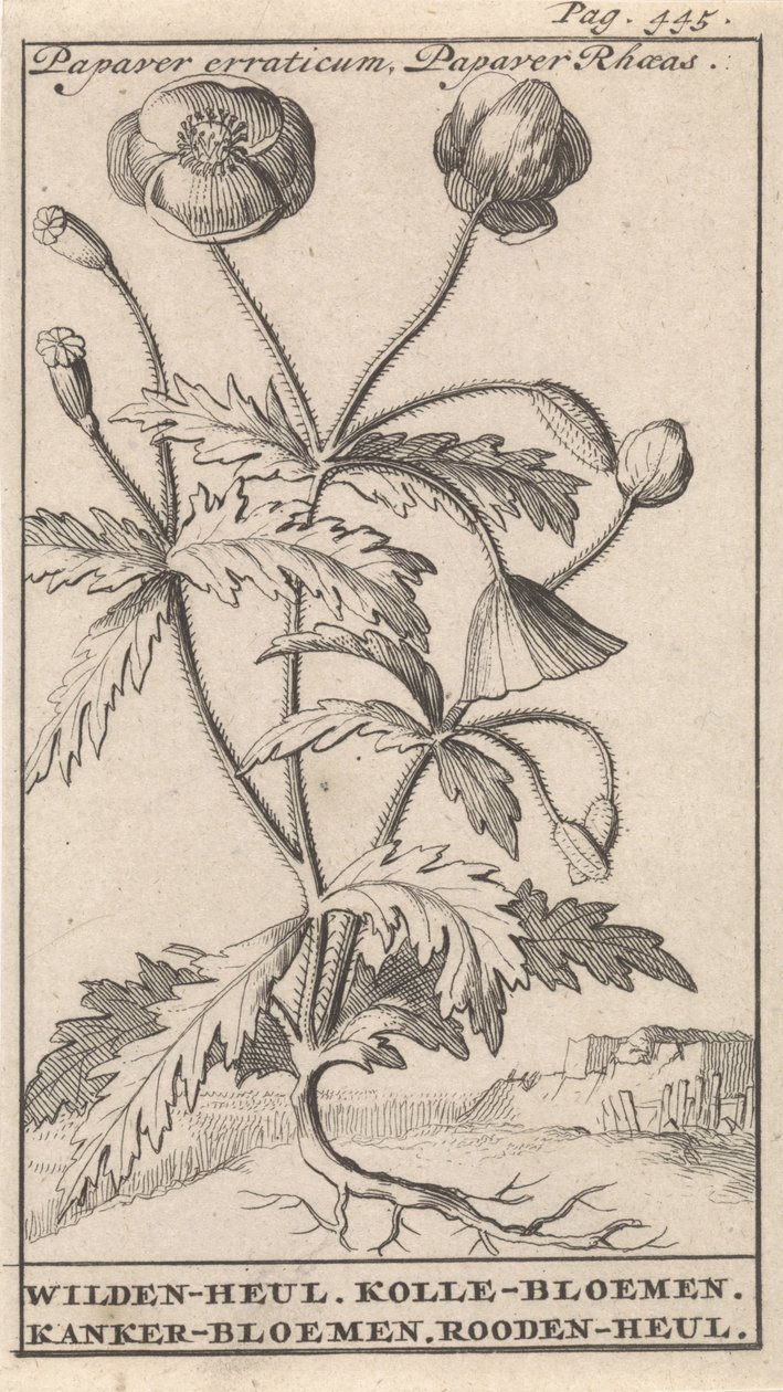 Mák Papaver erraticum, Papaver Rhoeas / Wilden-heul. Kolle virágok. A rák virágai. Rooden-heul (cím az objektumon) alkotó: Caspar Luyken