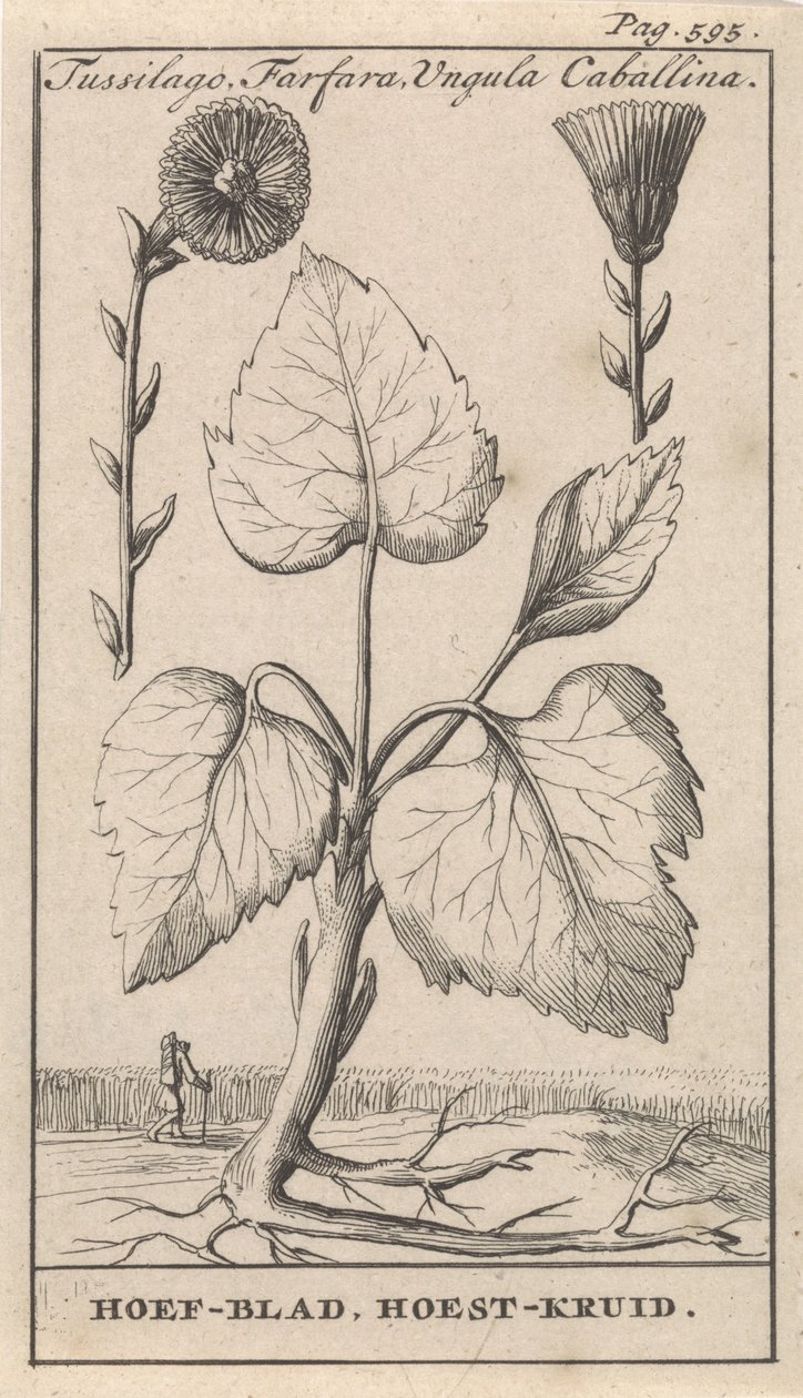 Köhögéscsillapító fűvel Tussilago, Farfara, Ungula Caballina / patalevél, köhögés elleni gyógynövény (cím a tárgyon) alkotó: Caspar Luyken
