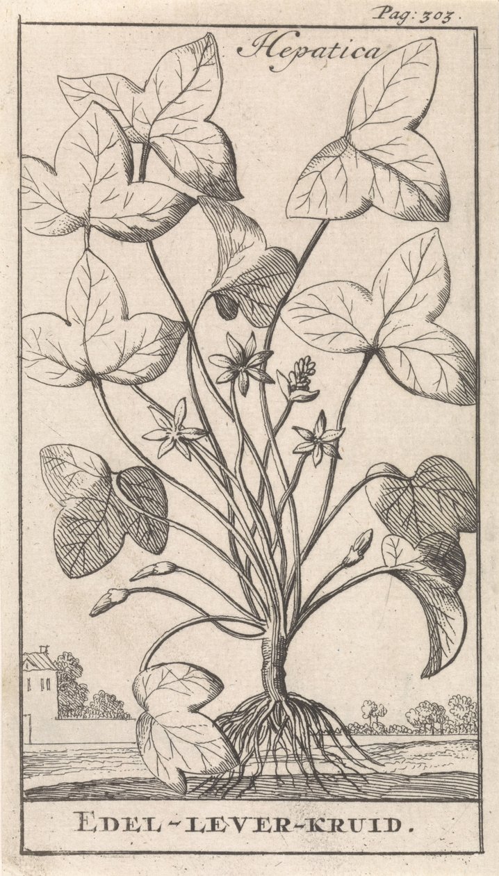 májfű Hepetica / Noble-Liver-Herb (cím a tárgyon) alkotó: Caspar Luyken