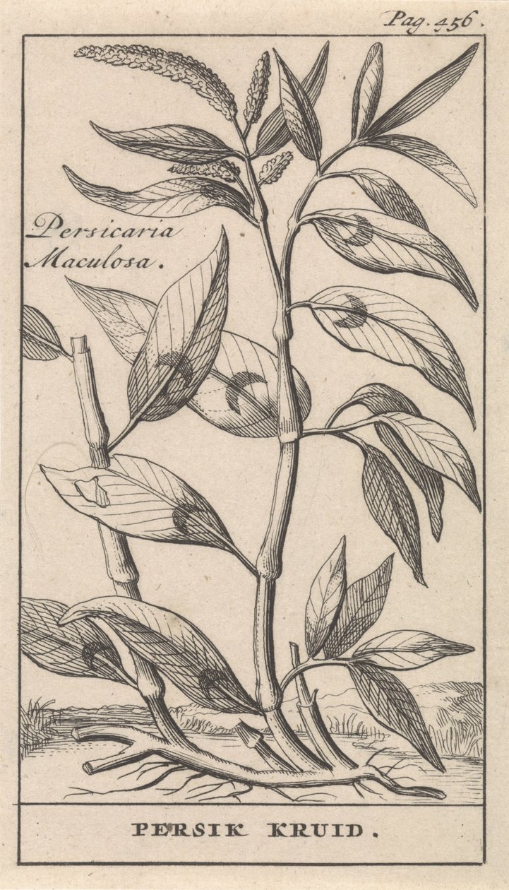 őszibarack fűszer Persicaria Maculosa / Peach Herb (cím a tárgyon) alkotó: Caspar Luyken