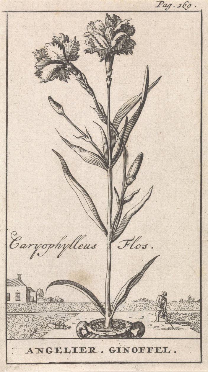 Címlap és nyolc nyomat virággal Anjelier Caryophylleus Flos / Angelier. Ginoffel (cím a tárgyon) alkotó: Caspar Luyken