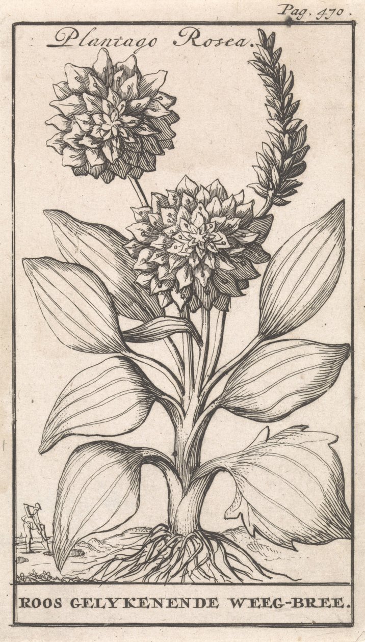Címlap és nyolc nyomat virággal Weegbree Plantago Rosea / Roos gelykenende Weeg-bree (cím a tárgyon) alkotó: Caspar Luyken